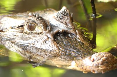 crocodile01.jpg