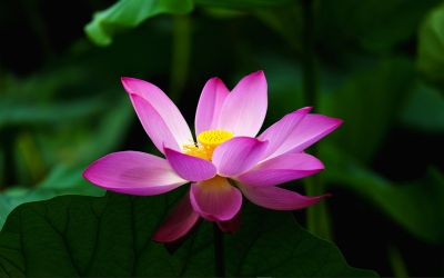 fleurs50.jpg