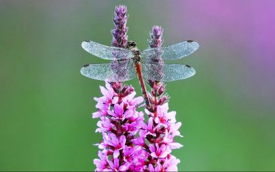 insectes04.jpg