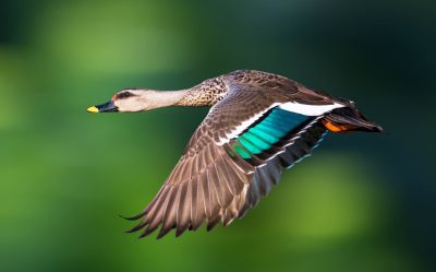 oiseau30.jpg