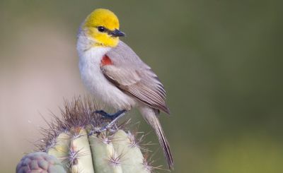 oiseau31.jpg
