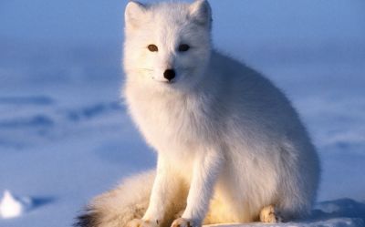 renard02.jpg