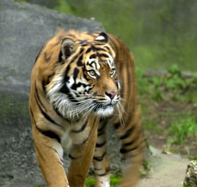 tigre01.jpg