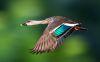 oiseau30.jpg