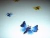 papillons01.jpg