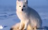 Nom du fichier=renard02.jpg
Taille du fichier=253Ko
Dimensions : 1438x898
Ajouté le : 01 Août 2026 renard02.jpg
